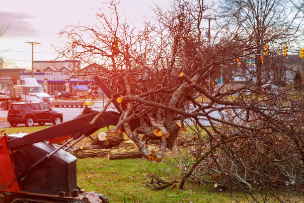 Best Commercial Tree Removal  in Genesee, CO