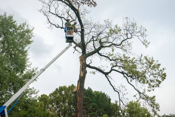 Best Storm Damage Tree Cleanup  in Genesee, CO