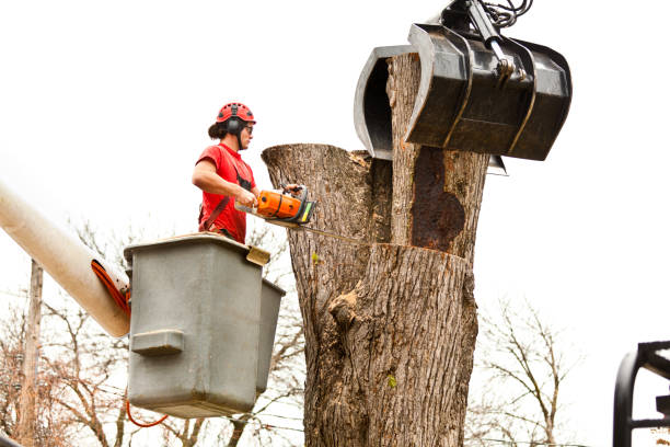 Best Residential Tree Removal  in Genesee, CO